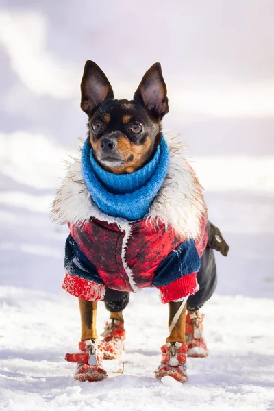 Hund Toy Terrier Ett Stilfullt Klädd Liten Hund Fårskinnspäls Mot — Stockfoto
