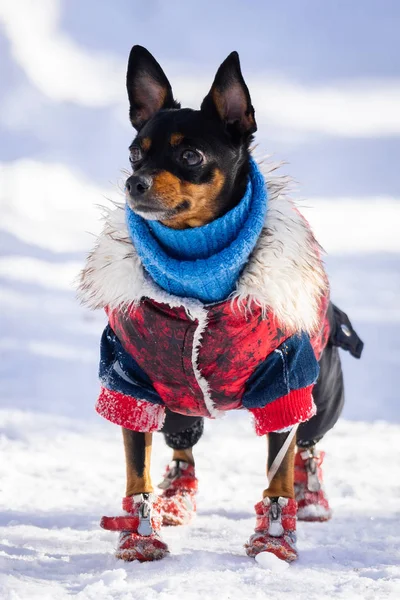 Cão Terrier Brinquedo Cãozinho Elegantemente Vestido Casaco Pele Carneiro Contra — Fotografia de Stock