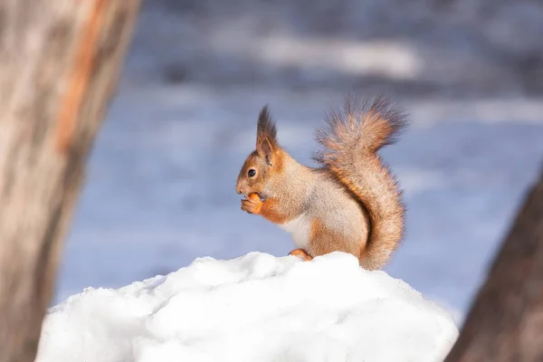 Rotes Eichhörnchen Sitzt Winter Park Auf Dem Schnee — Stockfoto