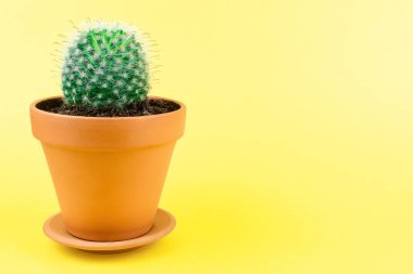 Sarı zemin üzerinde kil bir tencerede kaktüs, yeşil dikenli kaktüs