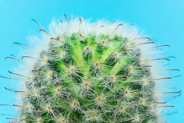 Closeup view of green cactus as a background. Cactus on a blue background