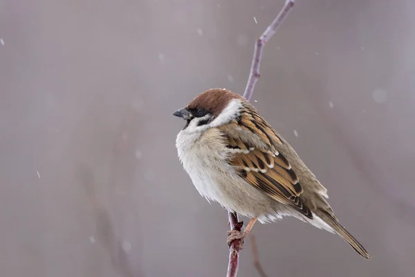 Sparrow snow winter — Stock Photo, Image