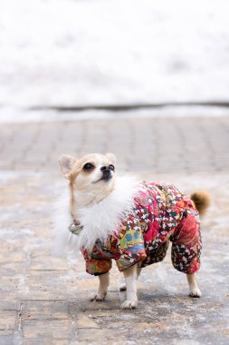 Kışın Chihuahua takım elbise