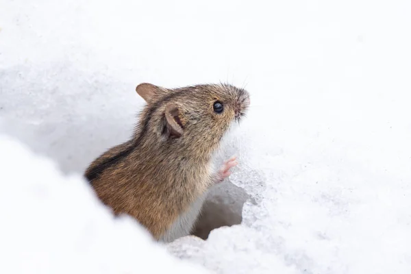 Inverno de neve de rato — Fotografia de Stock