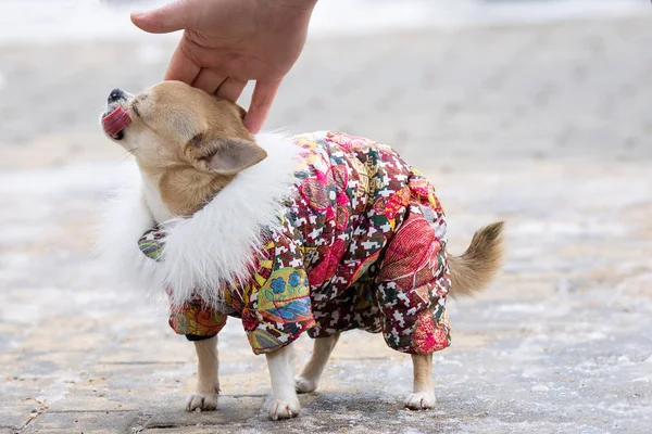 Chihuahua garnitur w zimie — Zdjęcie stockowe