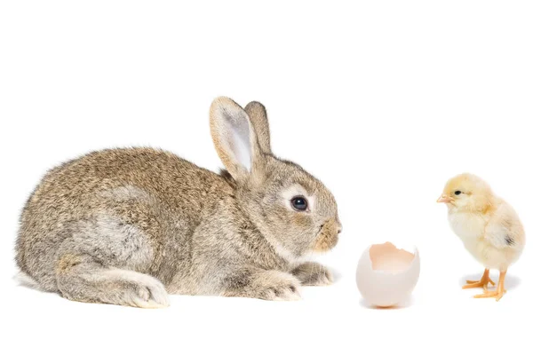 Rabbit chicken egg white background — Stock Photo, Image