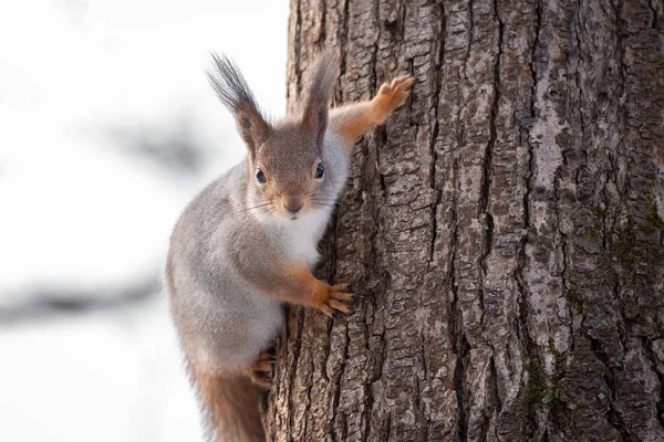 Árbol de ardilla en invierno — Foto de Stock