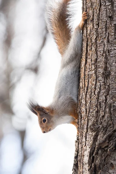Esquilo no inverno — Fotografia de Stock