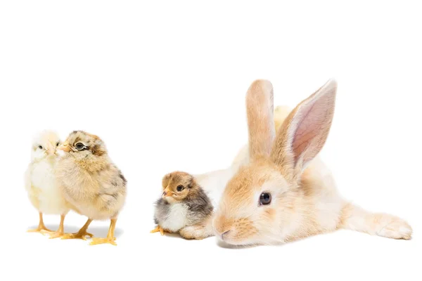 Conejo huevo de gallina fondo blanco — Foto de Stock