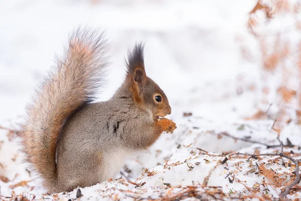 Eichhörnchen Schnee Winter — Stockfoto