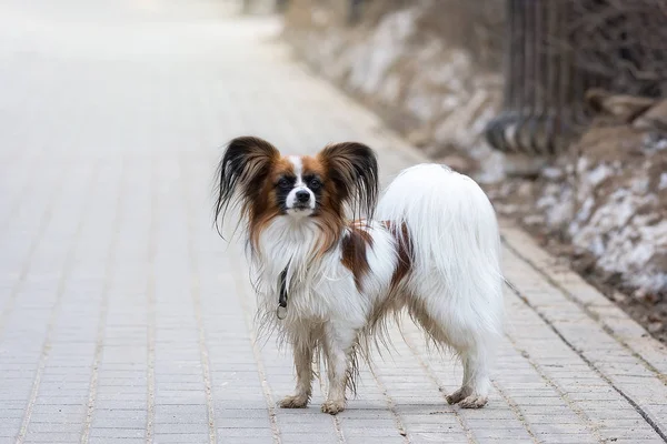 Papillon hond buiten portret — Stockfoto