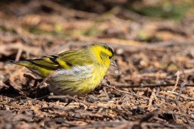 Yerde Eurasian Siskin
