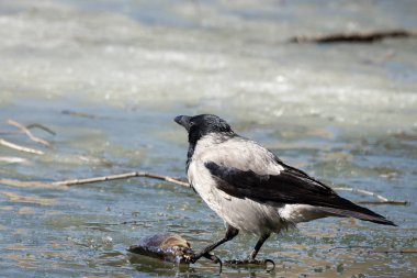 Buzun üzerindeki karga
