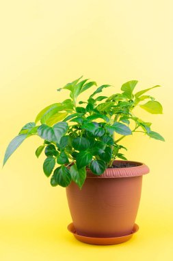 çiçek balsamik sarı arka plan.