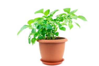 çiçek balsamik beyaz arka plan.