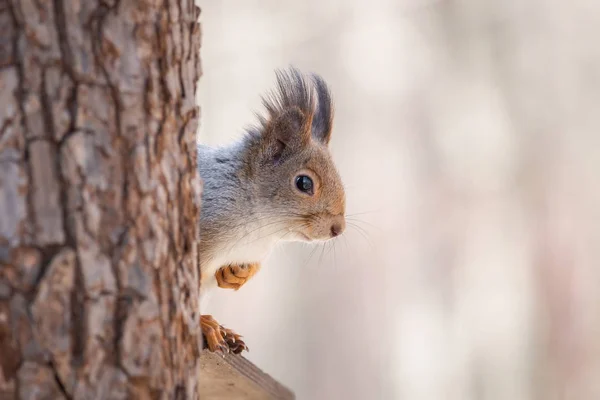 Squirrel on a tree spring — Stock Photo, Image