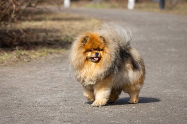 köpek hayvan Chow Chow
