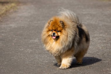 köpek hayvan Chow Chow