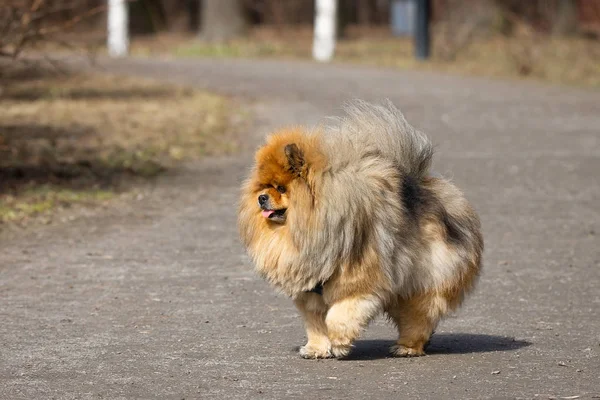 Hond huisdier Chow Chow — Stockfoto