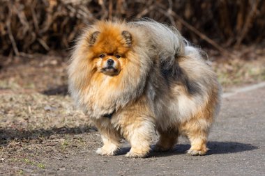köpek hayvan Chow Chow