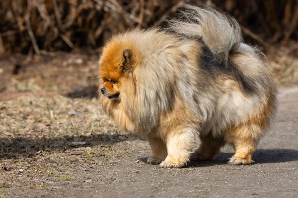 Pies zwierzę Chow Chow — Zdjęcie stockowe