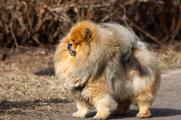 Σκύλος κατοικίδιο ζώο chow chow — Φωτογραφία Αρχείου
