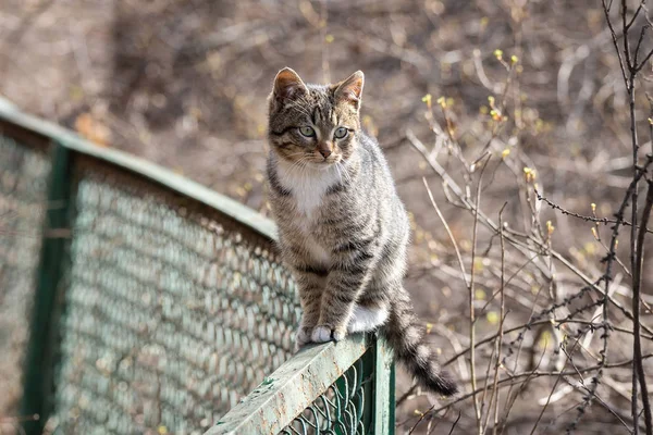 Grey kitten on the fence — Stock Photo, Image