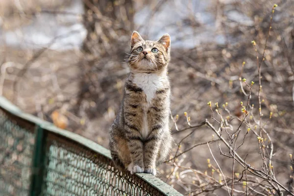 Gatito gris en la valla —  Fotos de Stock