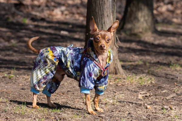 Pies chihuahua w parku — Zdjęcie stockowe
