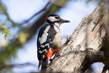 Büyük Benekli Ağaçkakan (Dendrocopos major)