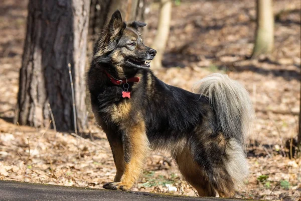 Um cão na natureza — Fotografia de Stock