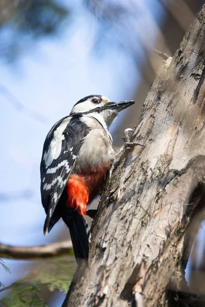 Gran pájaro carpintero manchado (Dendrocopos major) — Foto de Stock