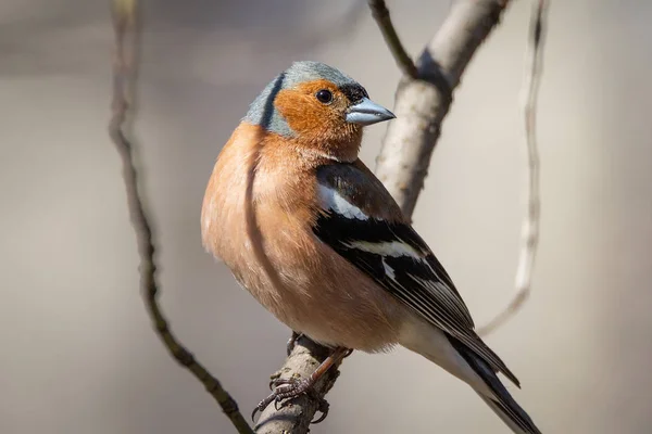 Chaffinch em um ramo — Fotografia de Stock