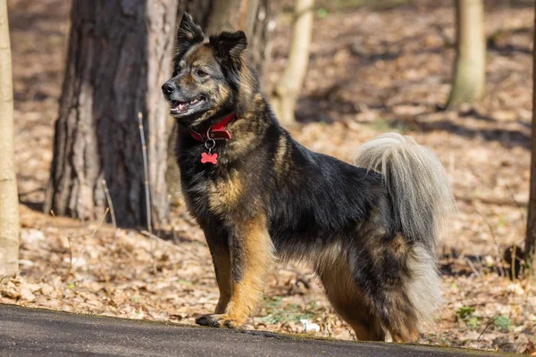 Um cão na natureza — Fotografia de Stock