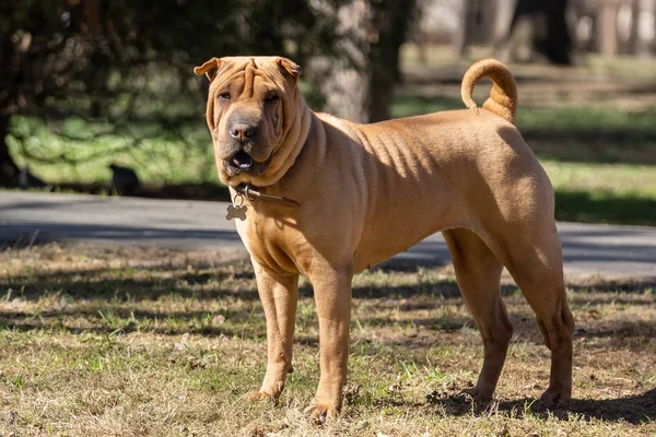 Shar Pei cachorro en el jardín —  Fotos de Stock