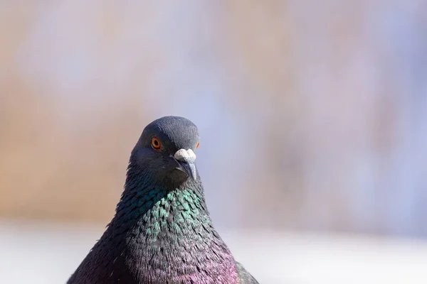 Zbliżenie ptaków — Zdjęcie stockowe