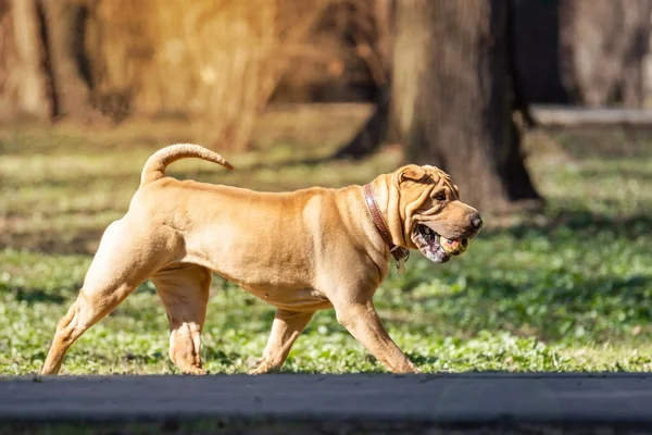 Bahçede Shar Pei köpek yavrusu — Stok fotoğraf