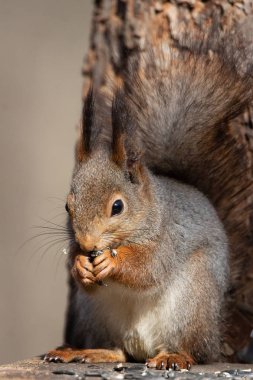 Sonbahar parkında sincap.