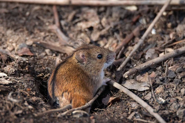 El ratón de campo rayado — Foto de Stock