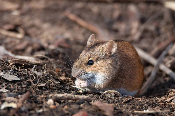 El ratón de campo rayado — Foto de Stock