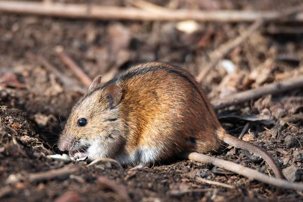 El ratón de campo rayado — Foto de Stock