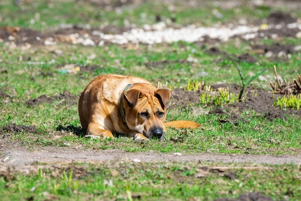 Un perro en la naturaleza —  Fotos de Stock