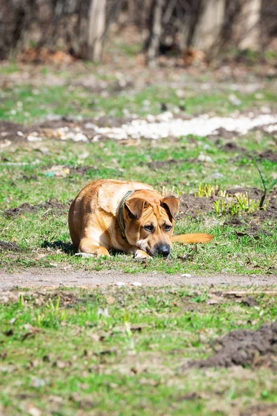 Een hond op de natuur — Stockfoto