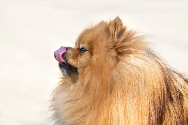 Schattige hond Spitz op de natuur — Stockfoto