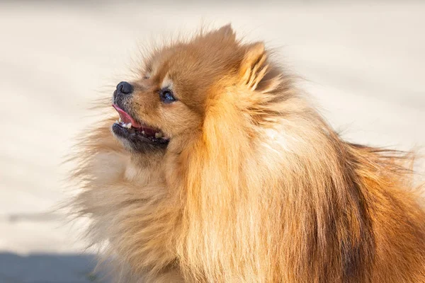 Schattige hond Spitz op de natuur — Stockfoto