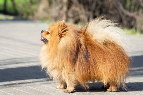 Schattige hond Spitz op de natuur — Stockfoto