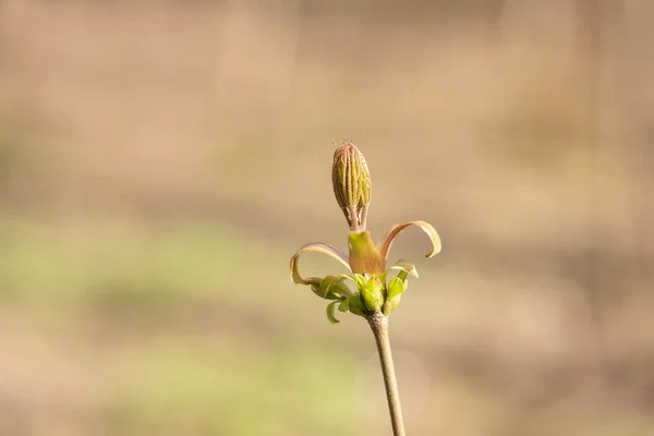 Spring leaves and buds