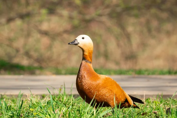 Duck on the shore — Stock Photo, Image