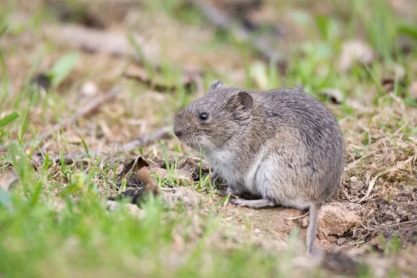 El ratón de campo rayado — Foto de Stock