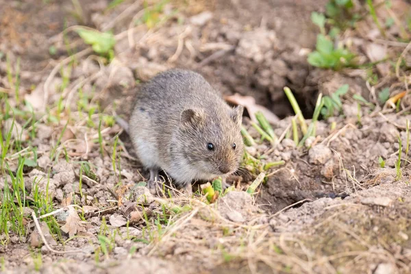 El ratón de campo rayado — Foto de Stock